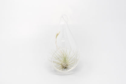 Minimalist Terrarium in a Glass Teardrop - Choose Your Custom Tillandsia Air Plant