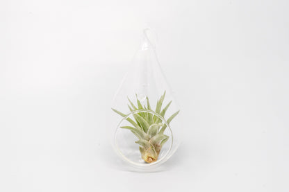 Minimalist Terrarium in a Glass Teardrop - Choose Your Custom Tillandsia Air Plant