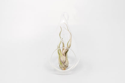 Minimalist Terrarium in a Glass Teardrop - Choose Your Custom Tillandsia Air Plant