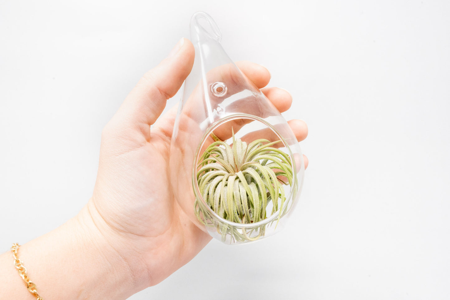 SALE - Teardrop Glass Terrariums - Set of 6 or 12 - 40% Off