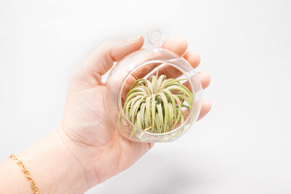 Mini Hanging Flat Bottom Glass Terrarium