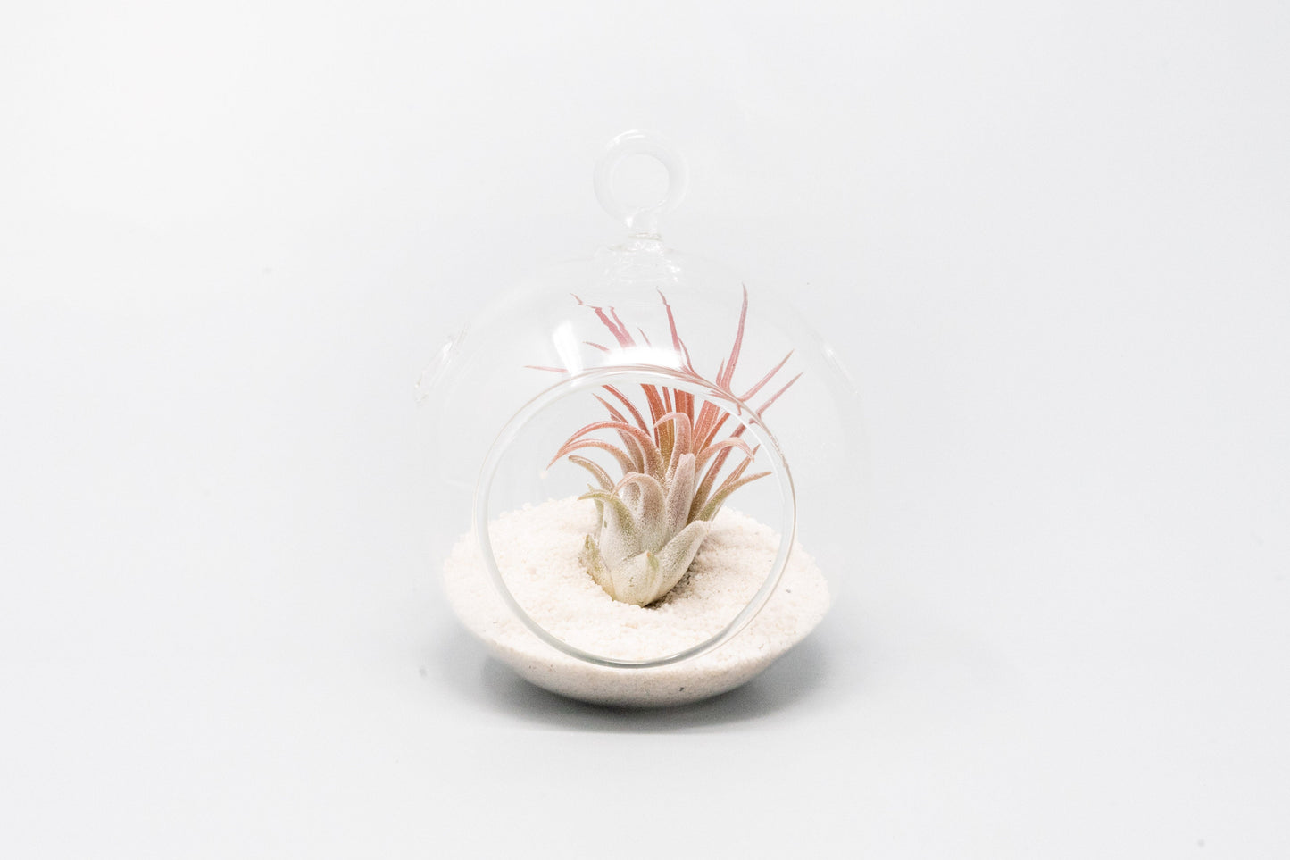 Mini Hanging Flat Bottom Beach Terrariums with White or Black Sand