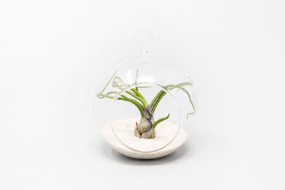 Mini Hanging Flat Bottom Beach Terrariums with White or Black Sand