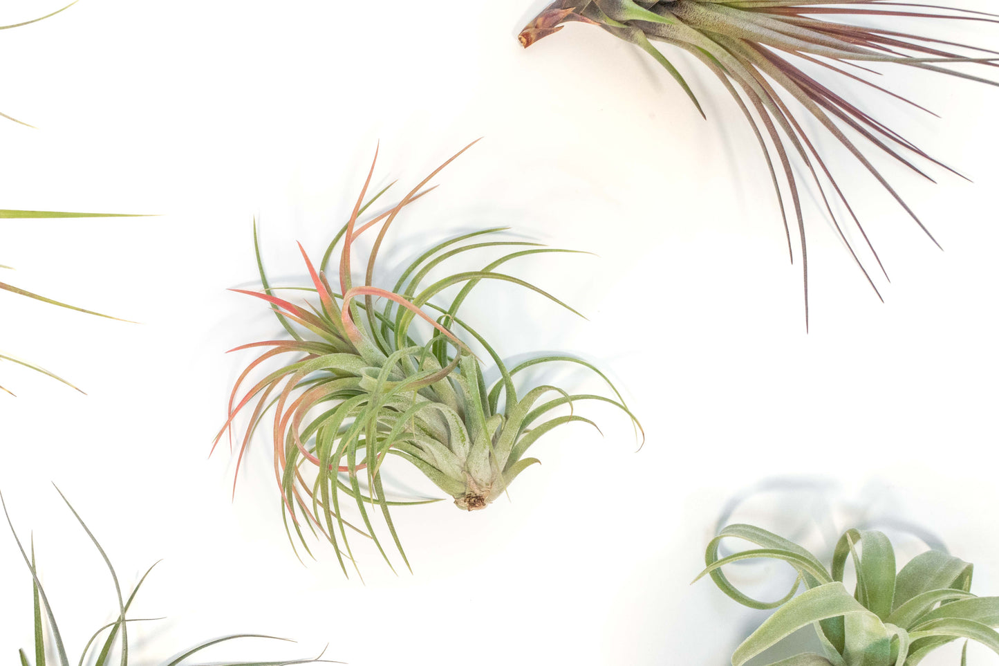 SALE - Collector's Choice Variety of Tillandsia Air Plants - 40% Off