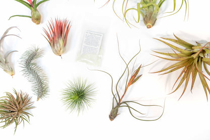 SALE - Premium Tillandsia Air Plant Grab Bag & Fertilizer Packet - Set of 10, 20 or 30 - 40% Off