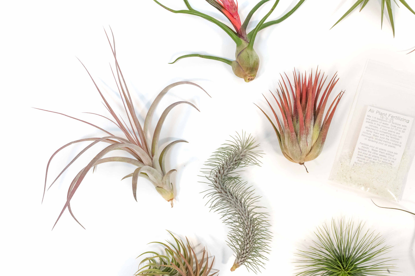 SALE - Premium Tillandsia Air Plant Grab Bag & Fertilizer Packet - Set of 10, 20 or 30 - 40% Off