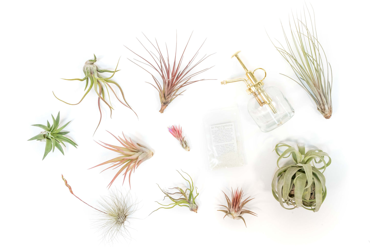 Tillandsia Air Plant Grab Bag of 10 Small & Medium Plants, Fertilizer & Air Plant Mister