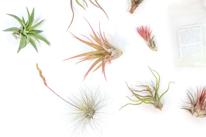 Tillandsia Air Plant Grab Bag of 10 Small & Medium Plants, Fertilizer & Air Plant Mister