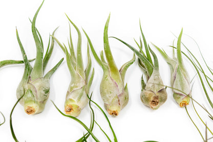 SALE - The Wild Things Collection of Tillandsia Air Plants - Set of 9 or 18 Air - 70% Off