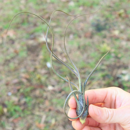 SALE - Large Tillandsia Butzii Air Plants - Set of 10 or 20 Air Plants - 40% Off