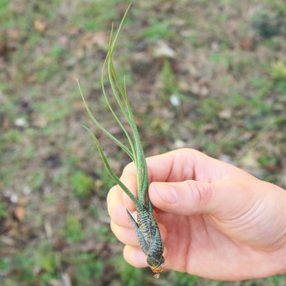 SALE - Large Tillandsia Butzii Air Plants - Set of 10 or 20 Air Plants - 40% Off