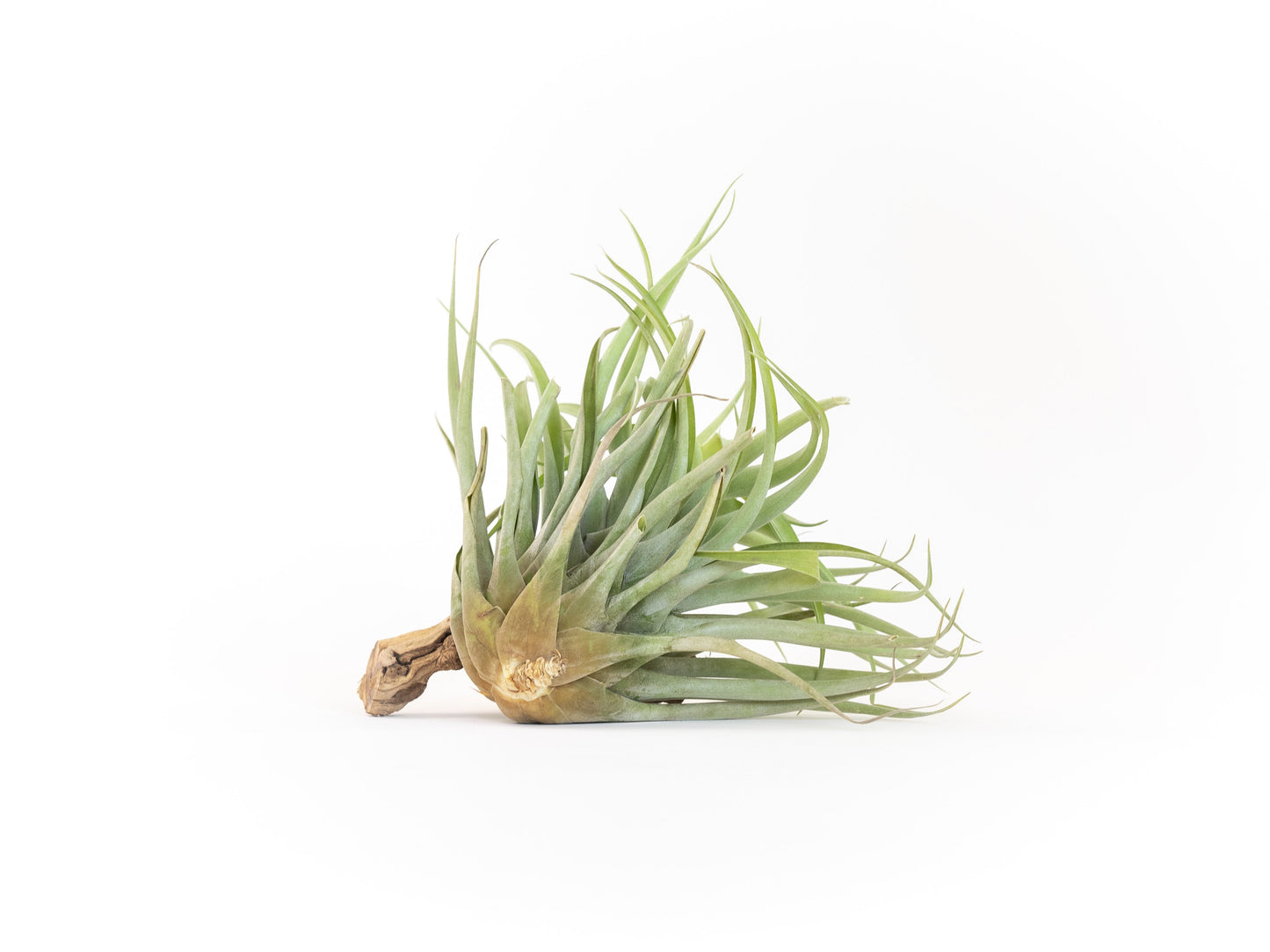 Tillandsia Capitata Salmon Air Plants