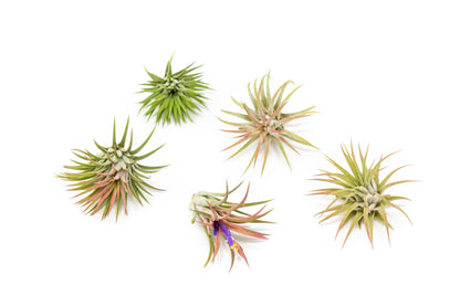 Tillandsia Ionantha Mexican Air Plants