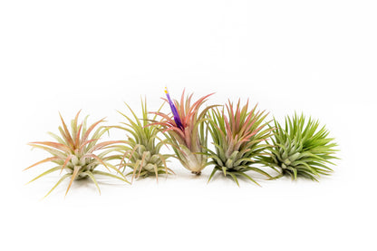 Tillandsia Ionantha Mexican Air Plants