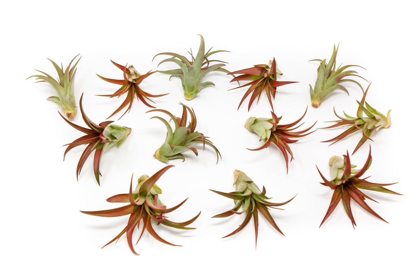 SALE - Tillandsia Red Abdita Air Plants - Set of 10 or 20 - 50% Off