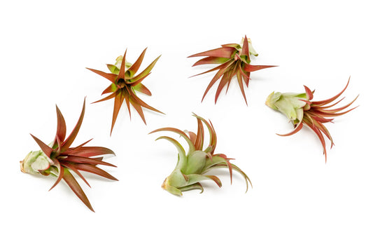 SALE - Tillandsia Red Abdita Air Plants - Set of 10 or 20 - 50% Off