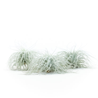 Tillandsia Tectorum Ecuador Air Plants