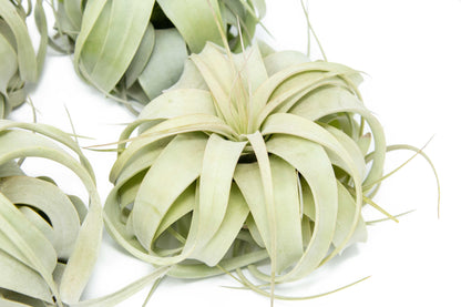 Medium Tillandsia  Xerographica Air Plant / 5-6 Inches Wide