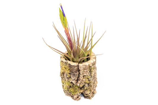 Natural Cork Bark Planters with Assorted Tillandsia Air Plants