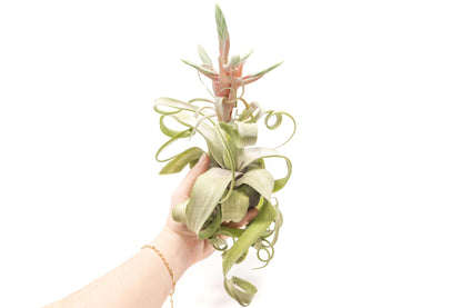 Tillandsia Streptophylla Air Plants  - Multiple Sizes