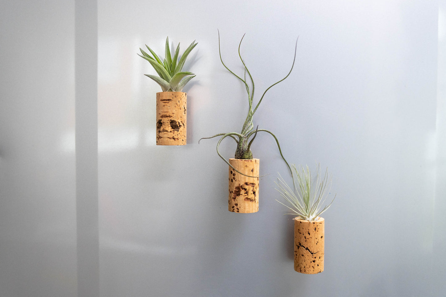 Magnetic Wine Corks with Assorted Tillandsia Air Plants - Set of 1, 3 or 5