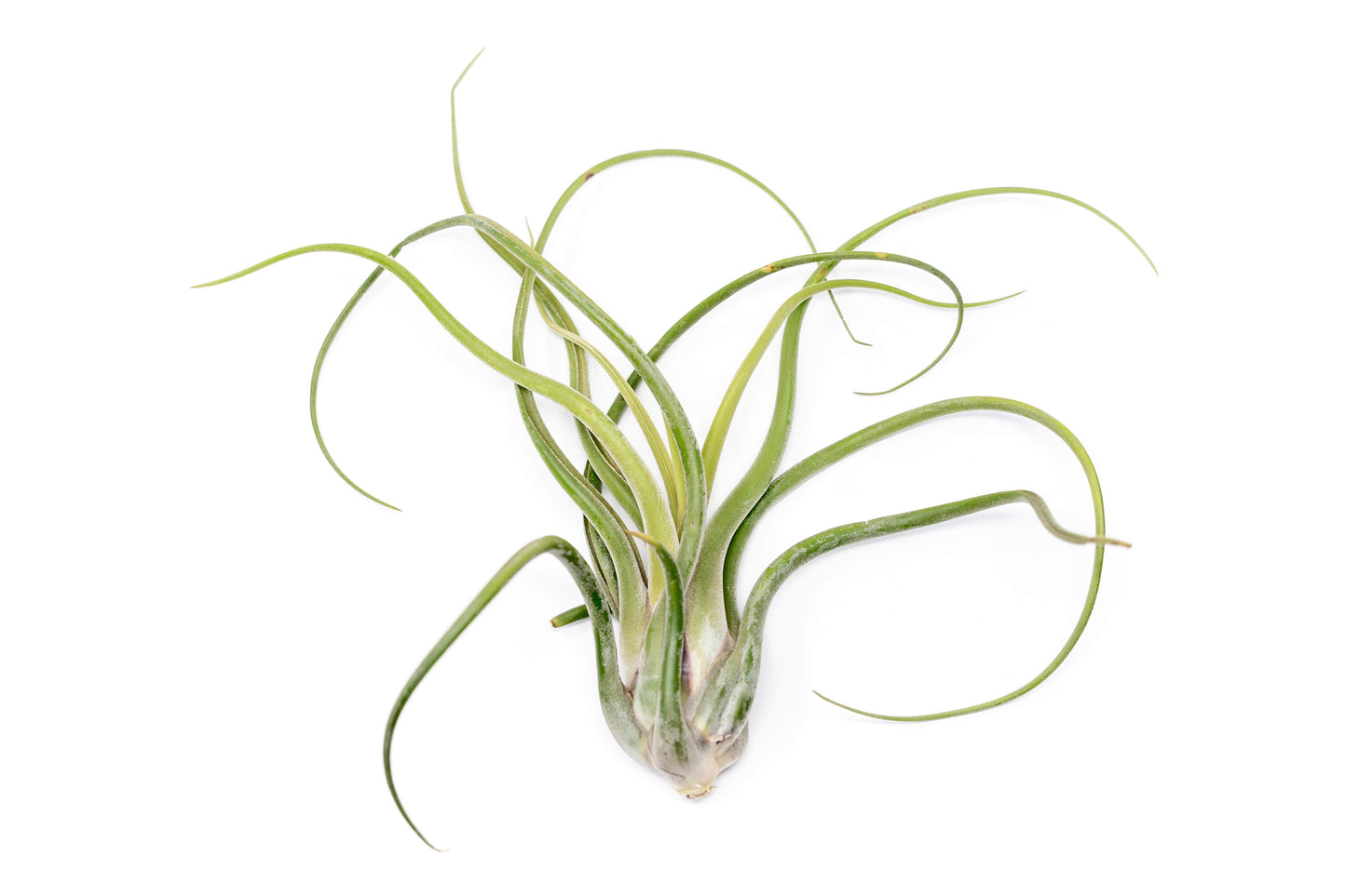 SALE - XL Tillandsia Caput Medusae - Set of 5 or 10 Air Plants - 50% Off