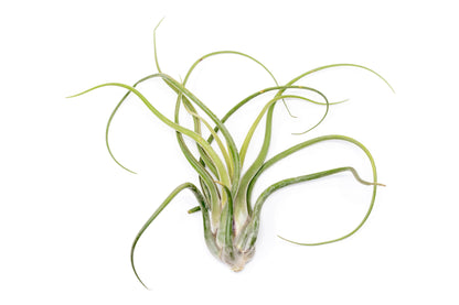 SALE - XL Tillandsia Caput Medusae - Set of 5 or 10 Air Plants - 50% Off