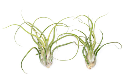 SALE - XL Tillandsia Caput Medusae - Set of 5 or 10 Air Plants - 50% Off