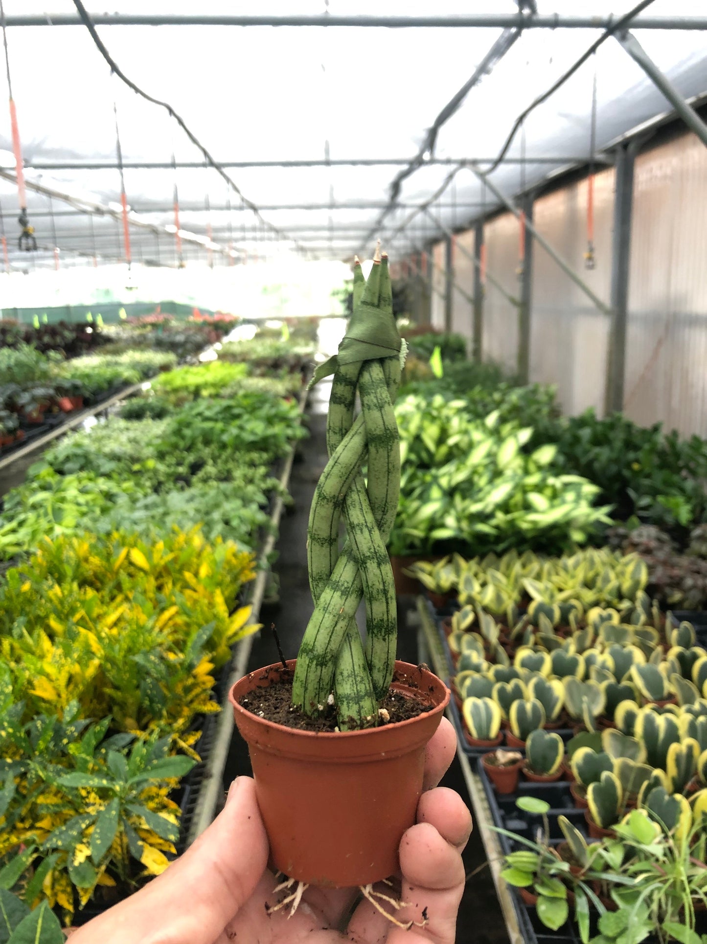 Snake Plant 'Braided'