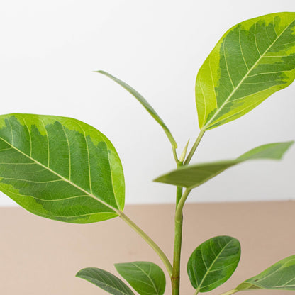 Ficus Altissima 'Yellow Gem'