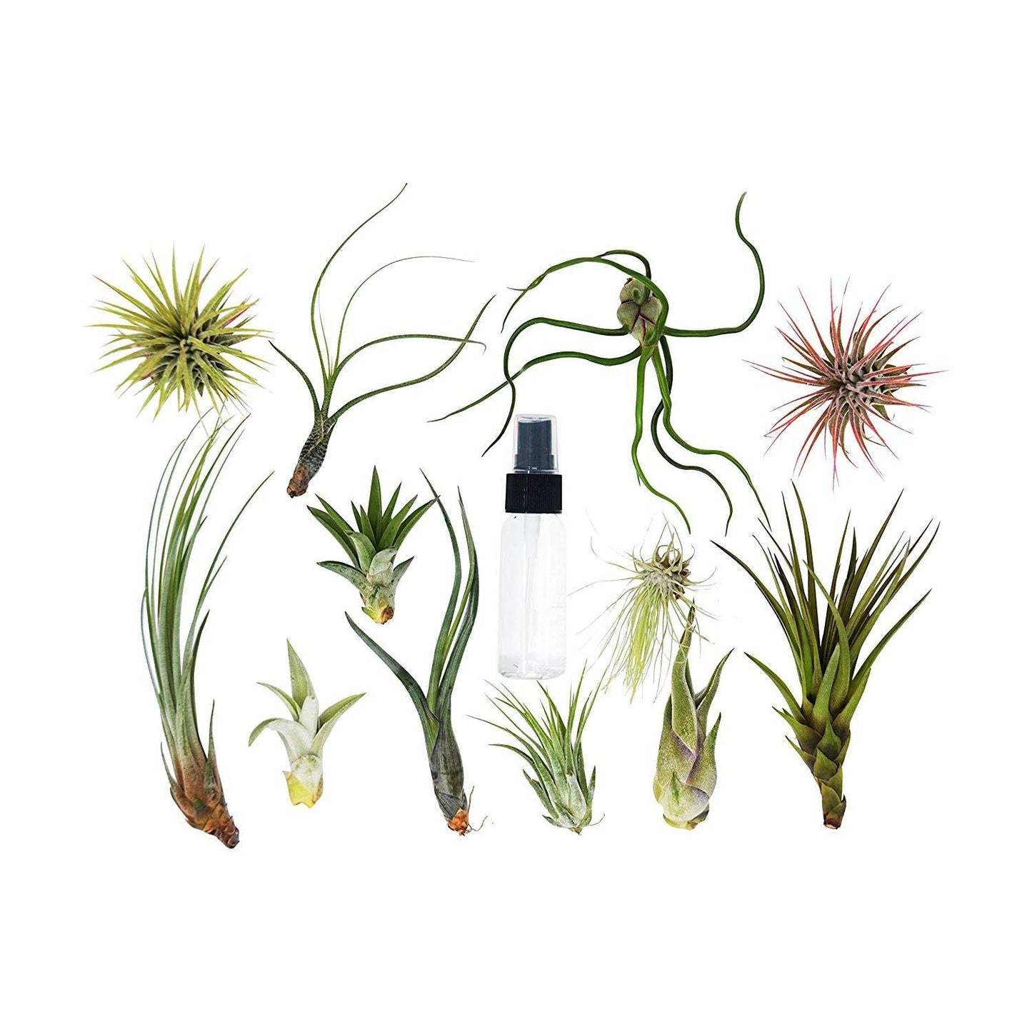 20 Bulk Air Plant Assortment w/ Spray Bottle / 12 Different Plants