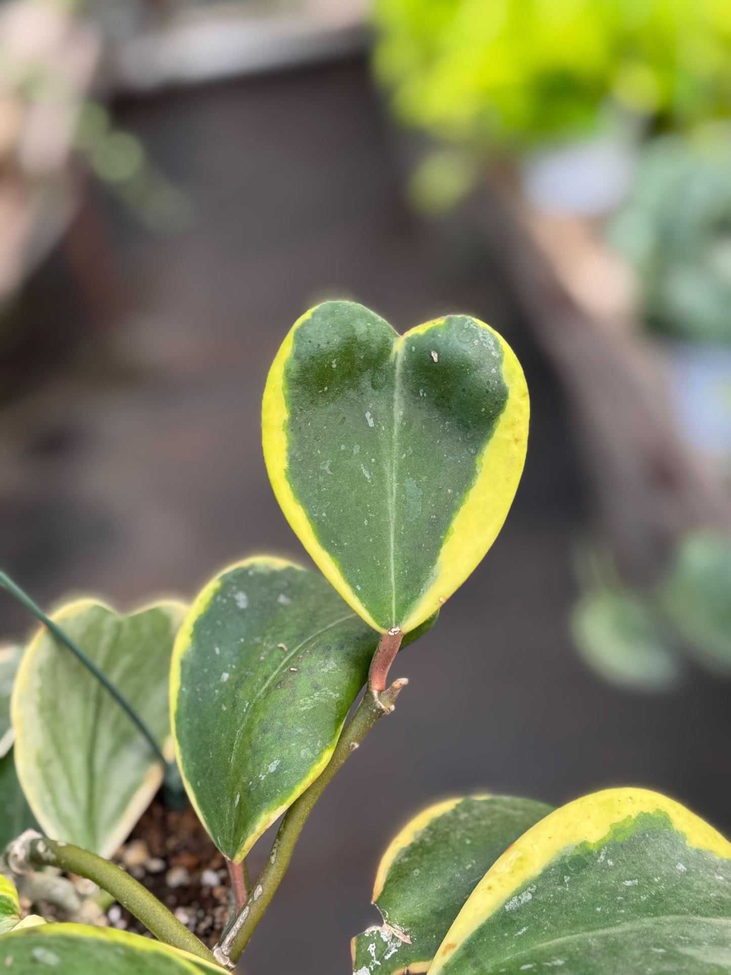 Hoya 'Sweetheart Variegated'