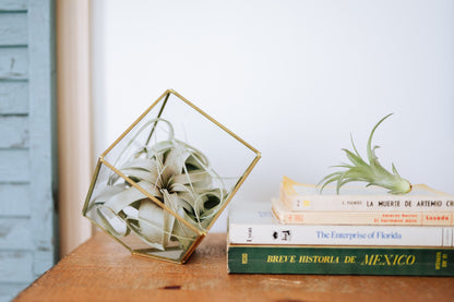 Heptahedron Geometric Glass Terrarium with Tillandsia Xerographica Air Plant