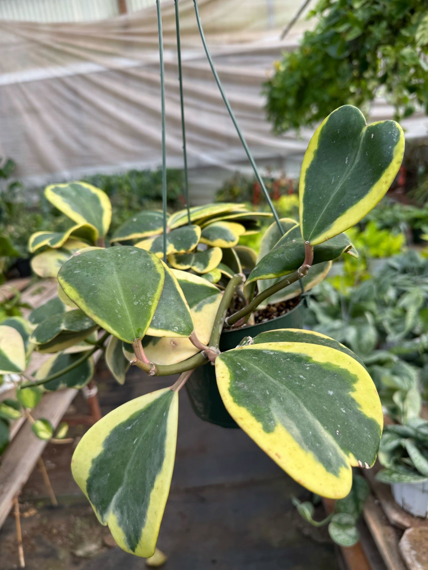 Hoya 'Sweetheart Variegated'