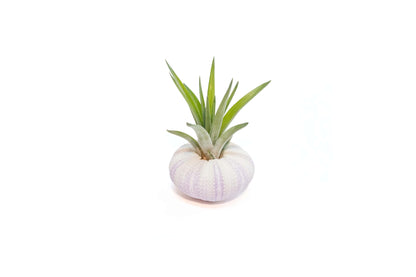 Purple Urchin with Tillandsia Air Plant